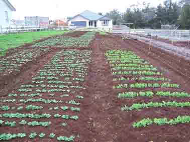 Steve Solomon's raised beds