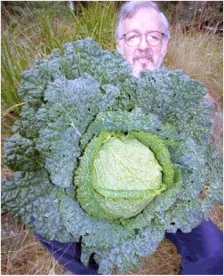 Steve Solomon with a cabbage