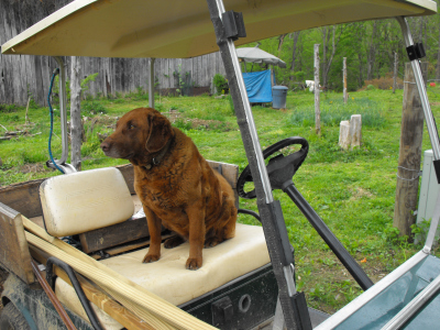 Lucy in front of the newly mowed lawn