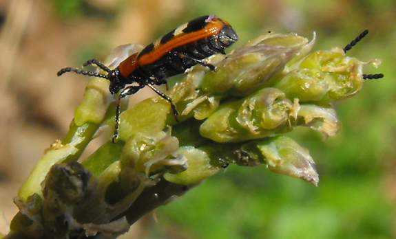 Asparagus Beetle