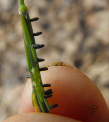 Asparagus beetle eggs