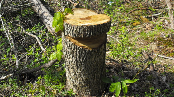 stump shroom removal