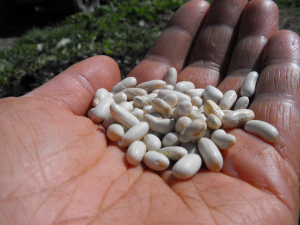 Masai bean seeds