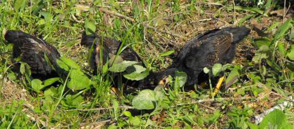 Chickens on pasture