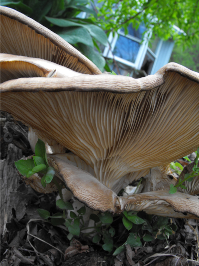 Mushroom in forest garden