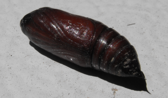 Moth pupa in garden soil