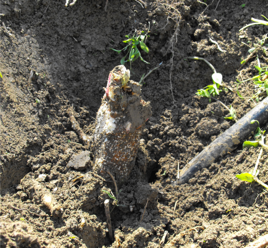 Using a spud bar to pry up a huge poke root