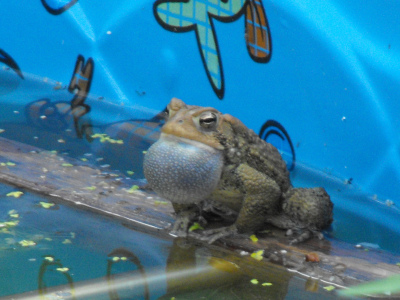 Toad calling in a kiddie pool