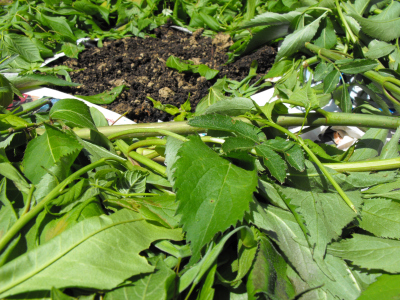 Elderberry leaves as mulch