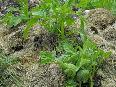 Potatoes mulched with spoiled grass clippings.