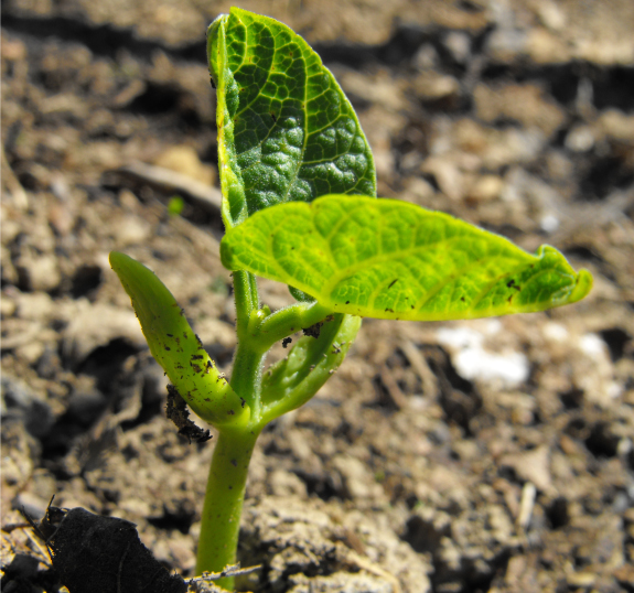 Bean seedling