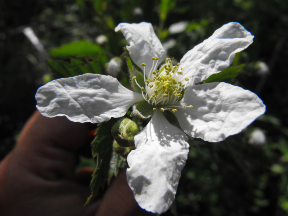 Blackberry flower