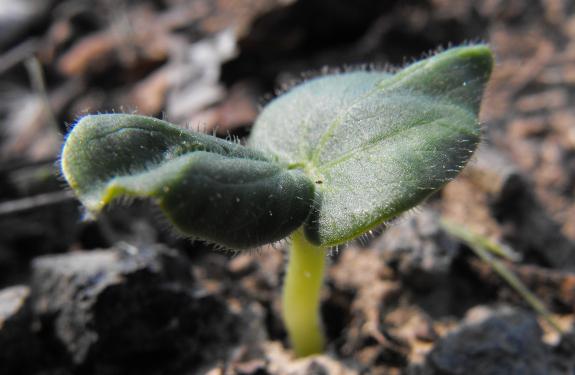 Okra seedling