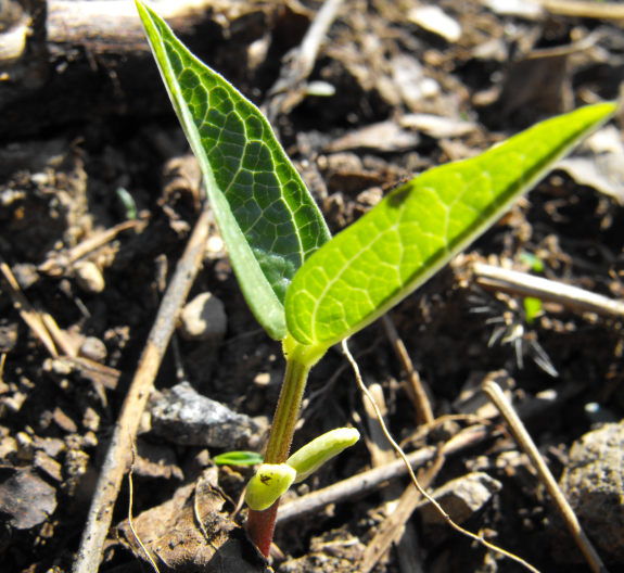 Urd bean seedling