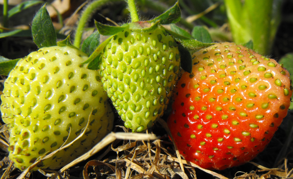 Blush of color on a strawberry