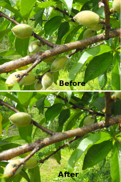 Thinning peaches