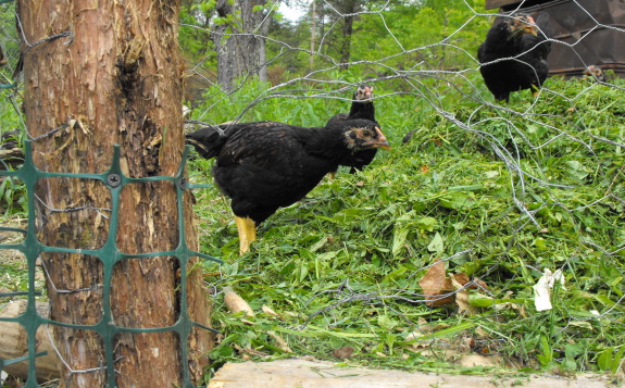 chicken pasture problems part 2