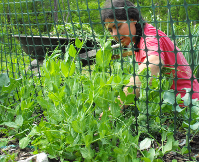 Weeding the peas