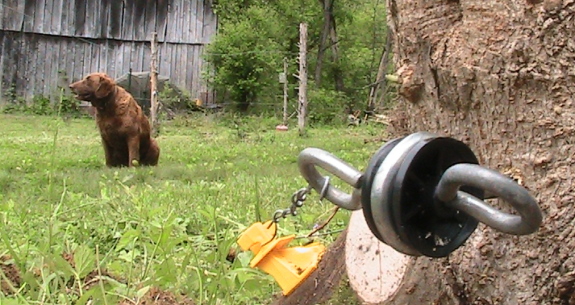 Lucy in the field with power