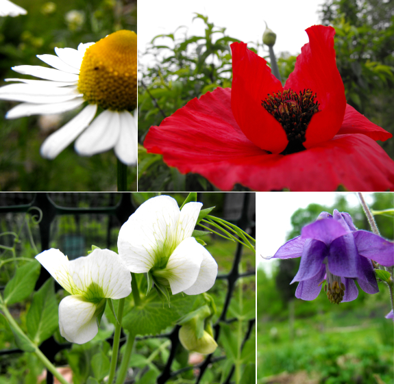 Chamomile, poppy, columbine, and pea flowers