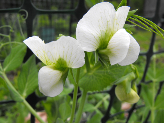 Pea flower