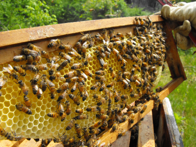 Frame of nectar to be dehydrated into honey