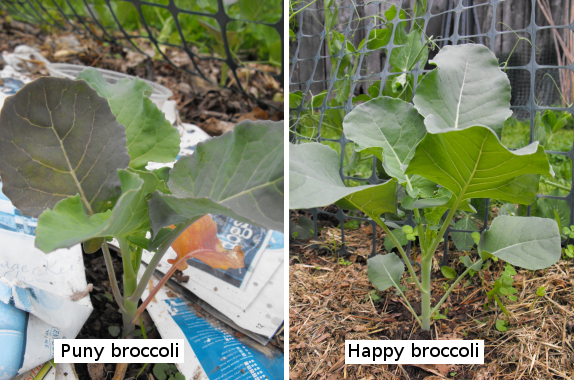 Puny and happy broccoli