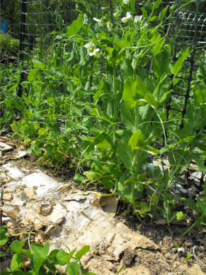 Cardboard mulch