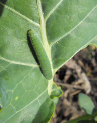 Cabbage White caterpillar