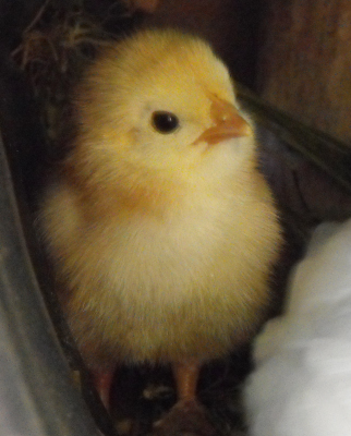 Rhode Island Red chick