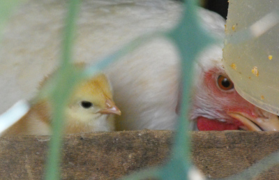 Chick and mother by an automatic chicken waterer
