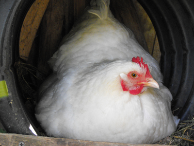 White Cochin hen brooding eggs