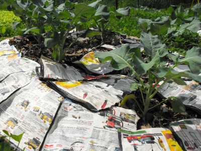 Newspaper mulch