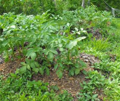 Potato plants