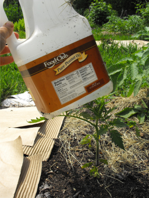 Tomato protected by a bottomless jug