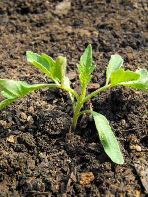 Tomato transplanted with soil to cotyledons