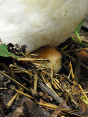 A chick burrowing under its mother's feathers