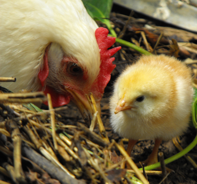 Mother hen teaching a chick to forage