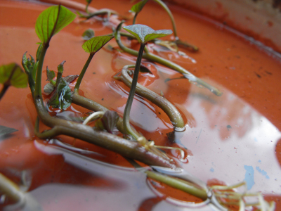 Rooting a sweet potato slip