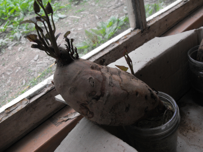 Starting sweet potato slips in a jar of water