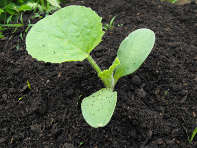 Watermelon seedling