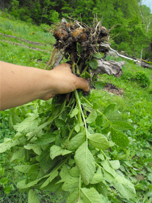 Pulled up potato plants