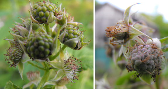 Immature raspberries