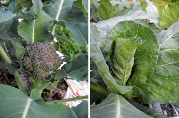 Broccoli and cabbage heading up