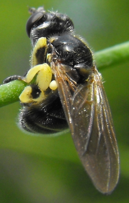 Thick-headed Fly