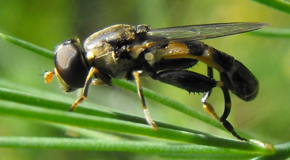 Syrphid fly