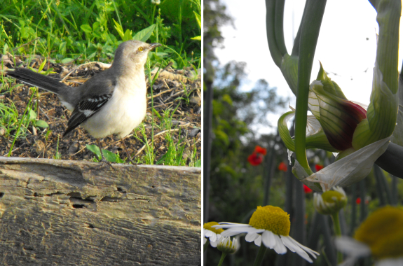 Mockingbird, Egyptian onion, chamomile