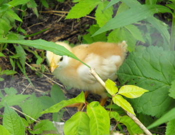 cute chick close up number 9
