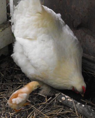 White Cochin hen with chick