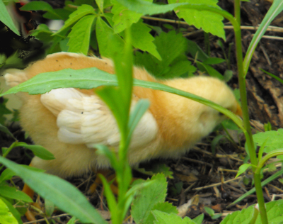 Running chick